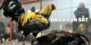 Đá gà cựa sắt – cuộc chiến đỉnh cao giữa các chiến kê