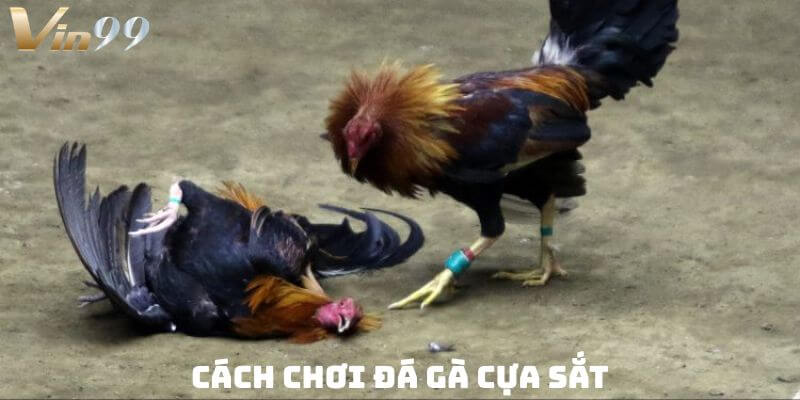 Nắm bắt cách chơi đá gà cựa sắt để rinh quà khủng từ Vin99.