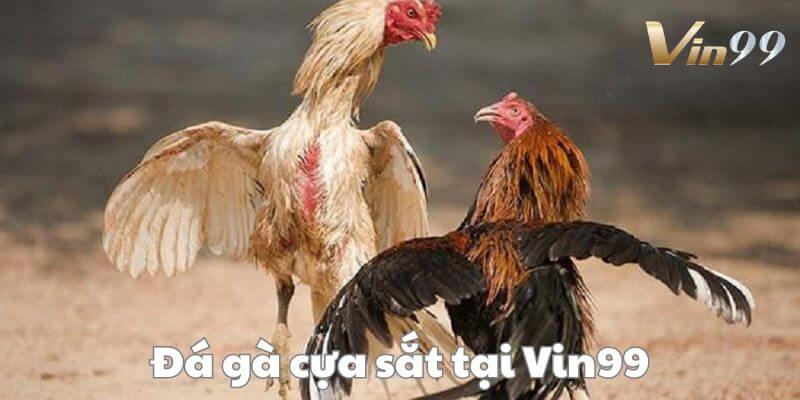 Đá gà cựa sắt Vin99 - bộ môn giải trí hot hit.
