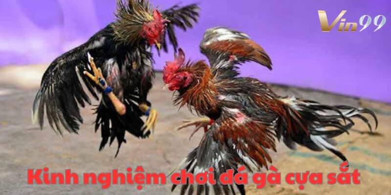 Bật mí mẹo chơi đá gà cựa sắt Vin99 thu lời cực đỉnh.