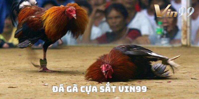 Đá gà cựa sắt tại nhà cái uy tín hàng đầu Vin99.
