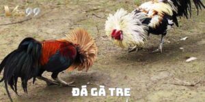 Đá gà tre – đấu trường đỉnh cao với những trận đấu gay cấn